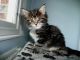 Maine Coon Cats for sale in Portland, OR 97214, USA. price: NA