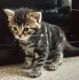 Maine Coon Cats for sale in 83730 562 Ave, Stanton, NE 68779, USA. price: NA