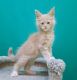 Maine Coon Cats for sale in Boston, MA 02210, USA. price: NA