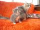 Maine Coon Cats for sale in Mountain View, CA, USA. price: $300