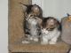 Maine Coon Cats for sale in N Hill Pl, Los Angeles, CA 90012, USA. price: $300