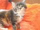 Maine Coon Cats for sale in Grand Forks, ND, USA. price: $300