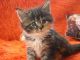 Maine Coon Cats for sale in Salt Lake City, UT, USA. price: $300