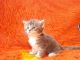 Maine Coon Cats for sale in Indianapolis, IN, USA. price: NA