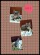 Maine Coon Cats for sale in Pittston, PA, USA. price: $1,000