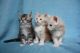 Maine Coon Cats for sale in Portland, OR 97219, USA. price: NA