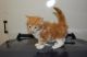 Maine Coon Cats for sale in Portland, OR 97219, USA. price: NA