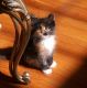Maine Coon Cats for sale in Canton, GA, USA. price: $1,100