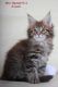 Maine Coon Cats for sale in North Miami Beach, FL 33160, USA. price: NA