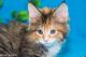 Maine Coon Cats for sale in North Miami Beach, FL 33160, USA. price: NA