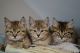 Maine Coon Cats for sale in Mt Vernon, WA, USA. price: NA