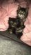 Maine Coon Cats for sale in Billerica, MA, USA. price: NA