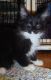 Maine Coon Cats for sale in Edgewater, MD, USA. price: NA
