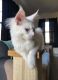 Maine Coon Cats for sale in Alpha, NJ 08865, USA. price: $1,500