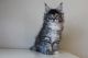 Maine Coon Cats for sale in Panorama City, Los Angeles, CA, USA. price: NA