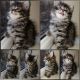 Maine Coon Cats for sale in Newark, NJ, USA. price: NA