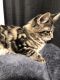 Maine Coon Cats for sale in State College, PA, USA. price: $750