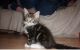 Maine Coon Cats for sale in Lansing, MI 48930, USA. price: $500