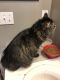 Maine Coon Cats for sale in Cedar Springs, MI 49319, USA. price: NA