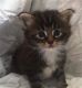 Maine Coon Cats for sale in Huntsville, AL 35812, USA. price: $500