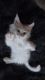 Maine Coon Cats for sale in Denver, CO 80208, USA. price: $500