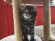 Maine Coon Cats for sale in LAKE CLARKE, FL 33406, USA. price: $500