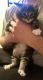 Maine Coon Cats for sale in Jackson, MS 39206, USA. price: $500