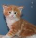 Maine Coon Cats for sale in Cleveland, OH, USA. price: NA