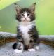 Maine Coon Cats for sale in Las Vegas, NV 89107, USA. price: NA