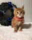 Maine Coon Cats for sale in Richmond, VA, USA. price: NA