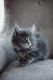 Maine Coon Cats for sale in Spring Mill, KY 40228, USA. price: $500