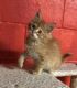 Maine Coon Cats for sale in Mansfield, OH, USA. price: $800