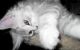 Maine Coon Cats for sale in Las Vegas, NV, USA. price: $600