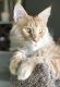 Maine Coon Cats for sale in Lemont, IL, USA. price: NA