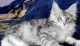 Maine Coon Cats for sale in Louisville, KY 40213, USA. price: NA