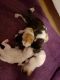 Maine Coon Cats for sale in Rockledge, FL, USA. price: NA