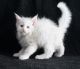 Maine Coon Cats for sale in Detroit, MI 48216, USA. price: $500