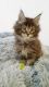 Maine Coon Cats for sale in Hartford, CT, USA. price: $500