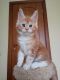 Maine Coon Cats for sale in Wichita, KS 67208, USA. price: $500