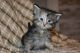 Maine Coon Cats for sale in Glendale, AZ, USA. price: $500