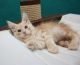 Maine Coon Cats for sale in Indianapolis, IN, USA. price: NA