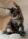 Maine Coon Cats for sale in NC-54, 9, Thompson, NC, USA. price: NA
