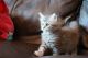 Maine Coon Cats for sale in Long Beach, CA, USA. price: NA