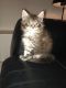 Maine Coon Cats for sale in Philadelphia, PA, USA. price: $500