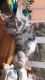 Maine Coon Cats for sale in Las Vegas, NV, USA. price: $500