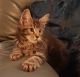 Maine Coon Cats for sale in Fall River, MA 02721, USA. price: $500