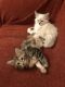 Maine Coon Cats for sale in Kansas City, MO 64126, USA. price: $500