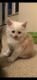 Maine Coon Cats for sale in Minneapolis, MN 55442, USA. price: $500