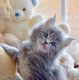 Maine Coon Cats for sale in Philadelphia, PA, USA. price: $300