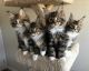 Maine Coon Cats for sale in Minneapolis, MN 55403, USA. price: $750